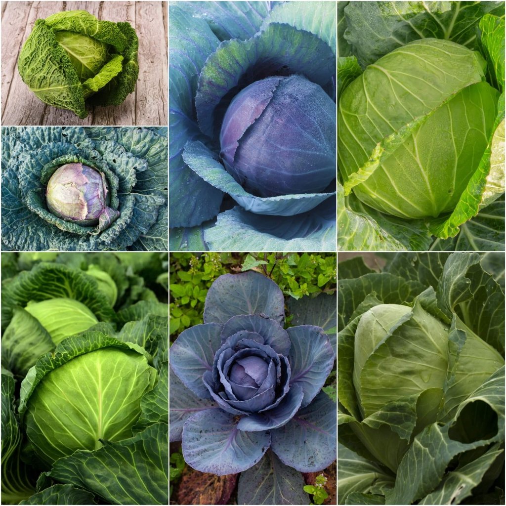 Cabbage Seeds - Assorted 7 Packs - Happy Valley Seeds