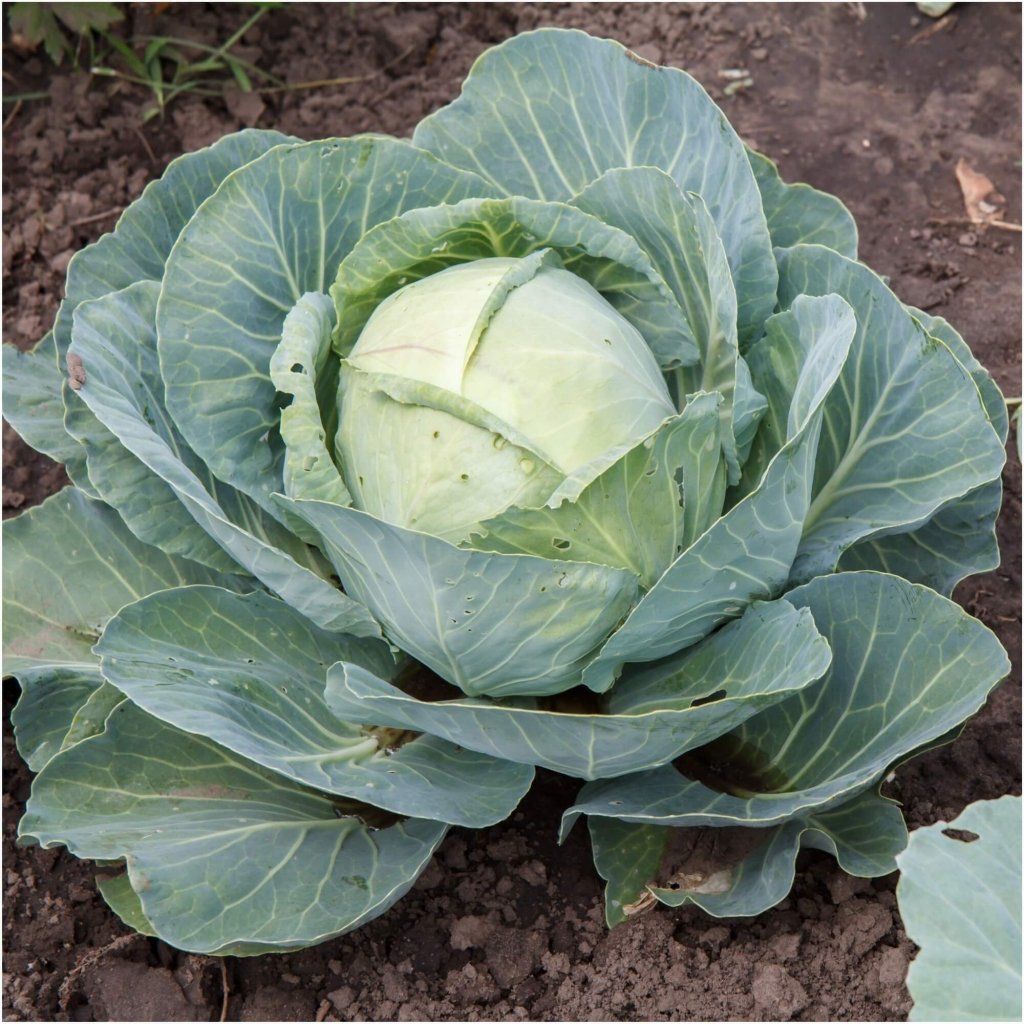Cabbage - Warrior F1 seeds - Happy Valley Seeds