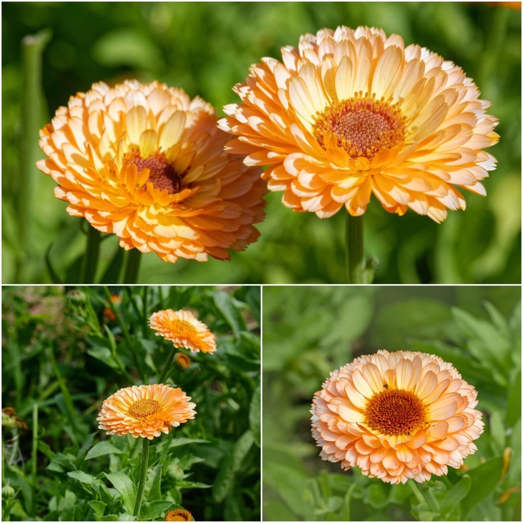 Calendula - Pink Surprise seeds - Happy Valley Seeds