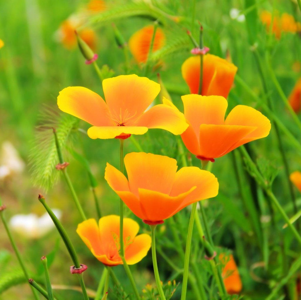 Californian Poppy - Aurantiaca Orange seeds