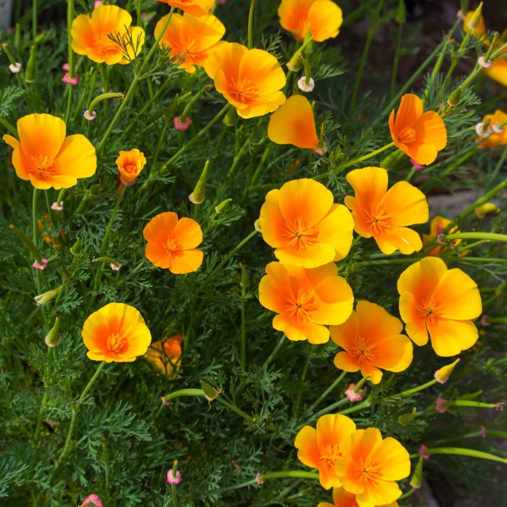 Californian Poppy - Aurantiaca Orange seeds