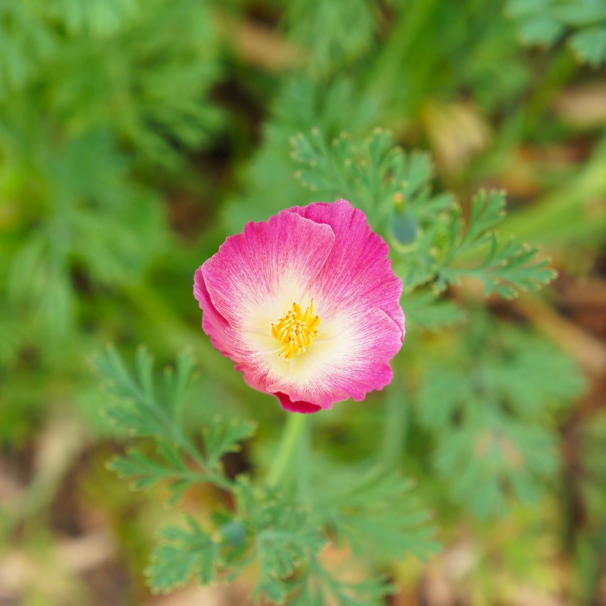 Californian Poppy - Carmine King seeds