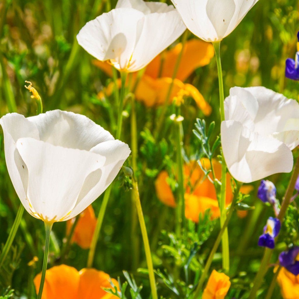 Californian Poppy - Ivory Castle seeds - Happy Valley Seeds