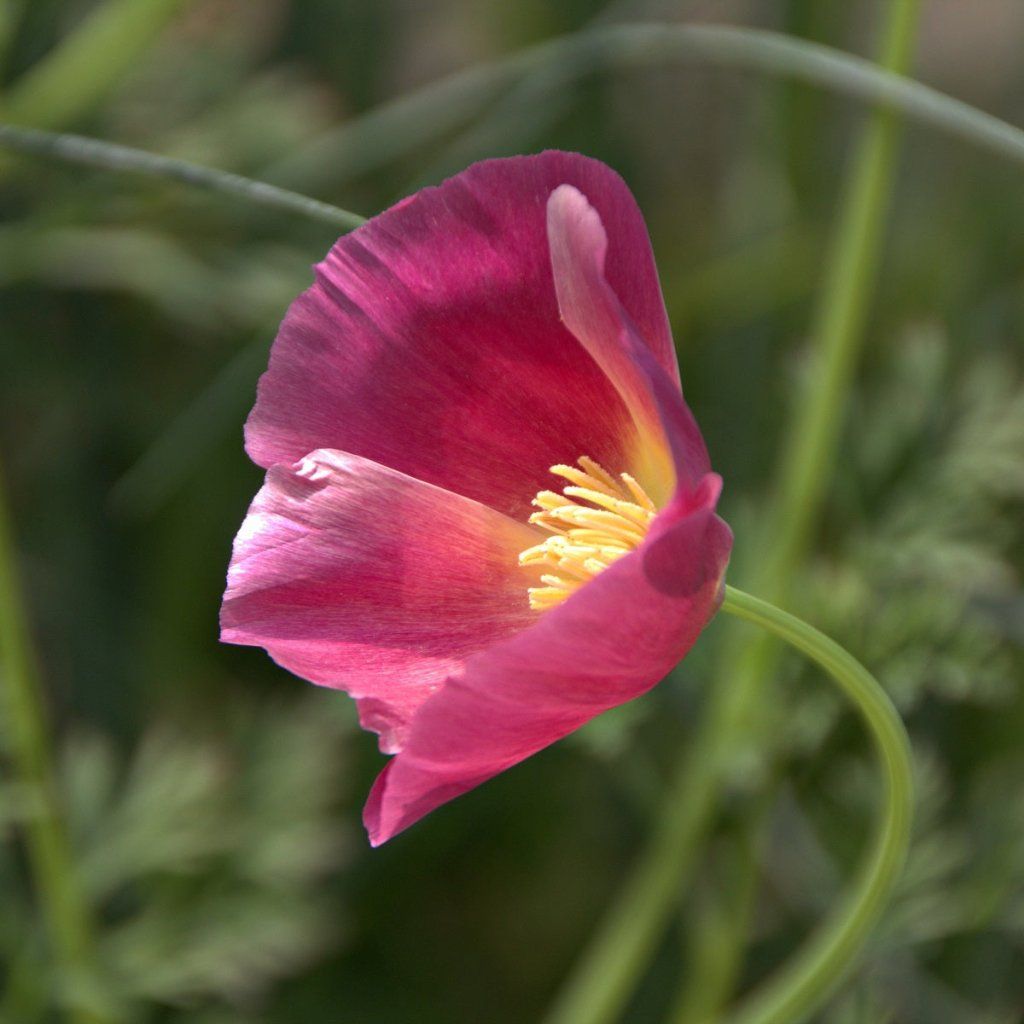 Californian Poppy - Purple Gleam seeds - Happy Valley Seeds