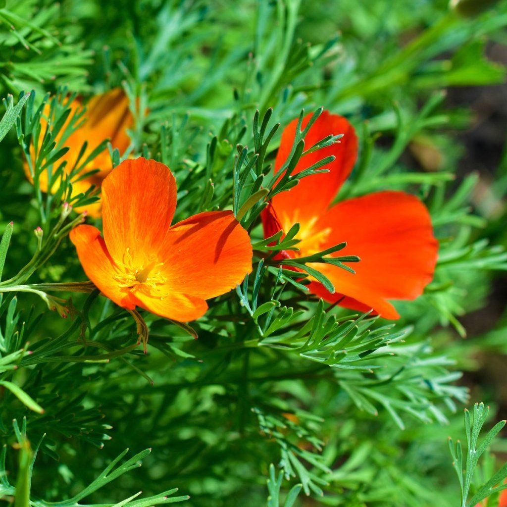 Californian Poppy - Red Chief seeds