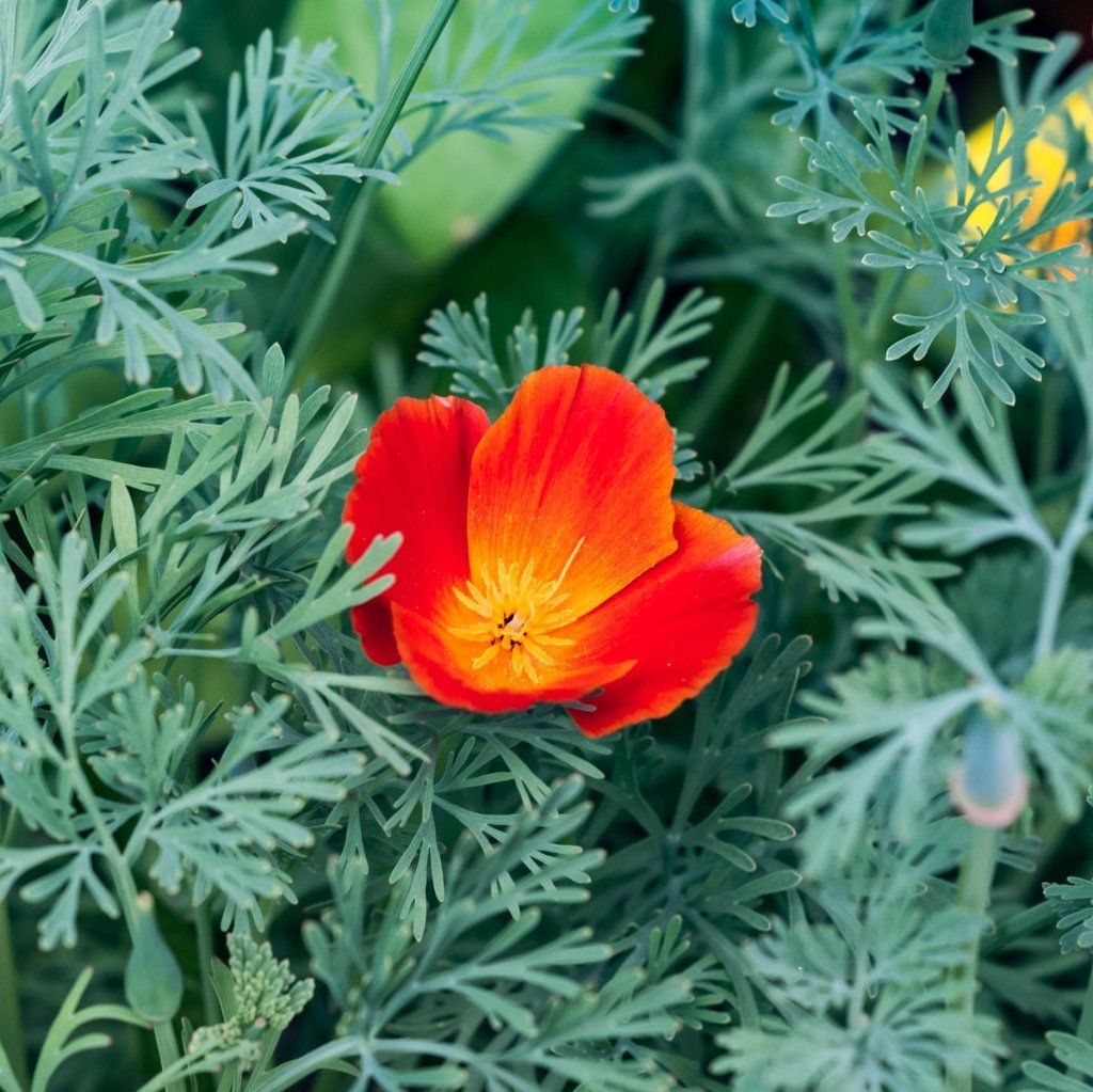Californian Poppy - Red Chief seeds