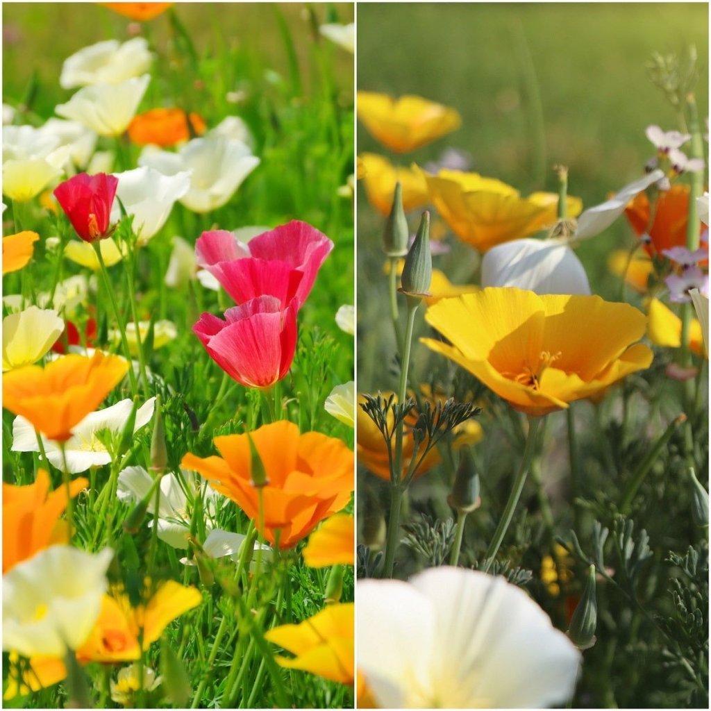 Californian Poppy - Single Choice Mixed seeds - Happy Valley Seeds