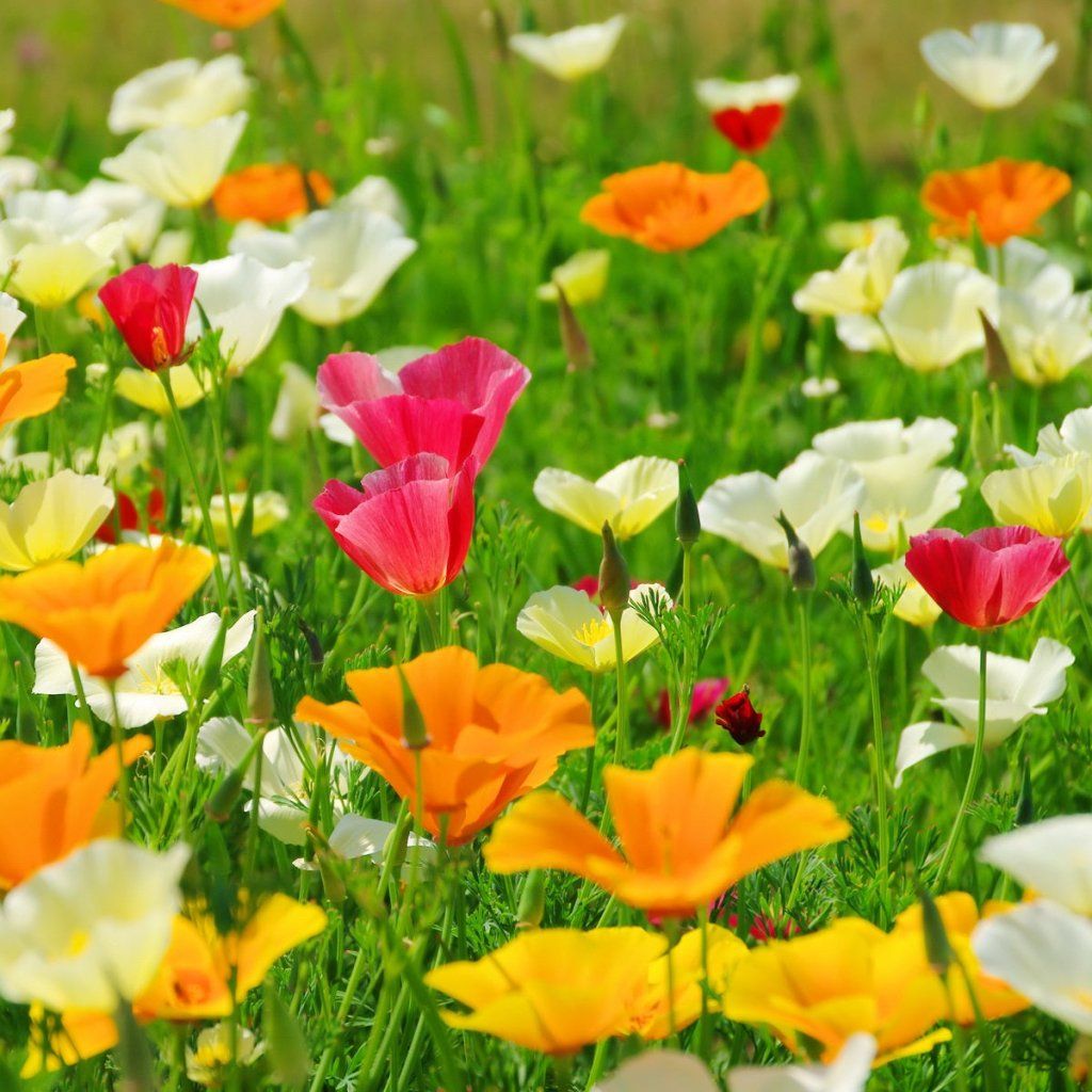 Californian Poppy - Single Choice Mixed seeds - Happy Valley Seeds