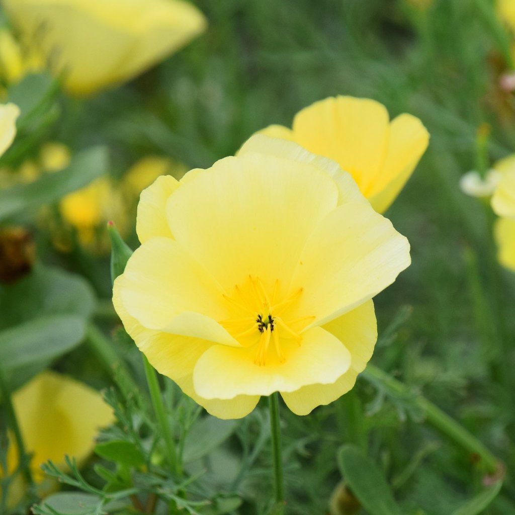 Californian Poppy - Sundew seeds - Happy Valley Seeds