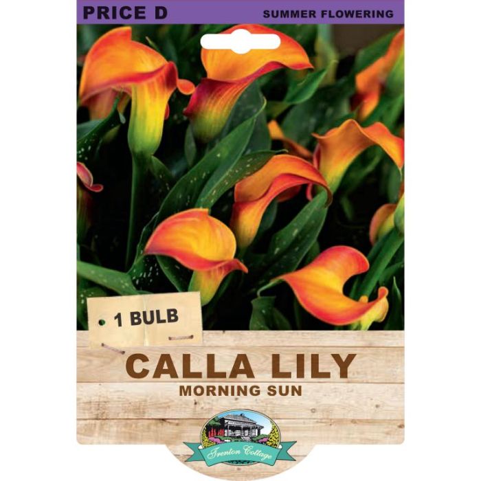 Calla Lily Morning Sun (Pack of 1 Bulb) - Happy Valley Seeds