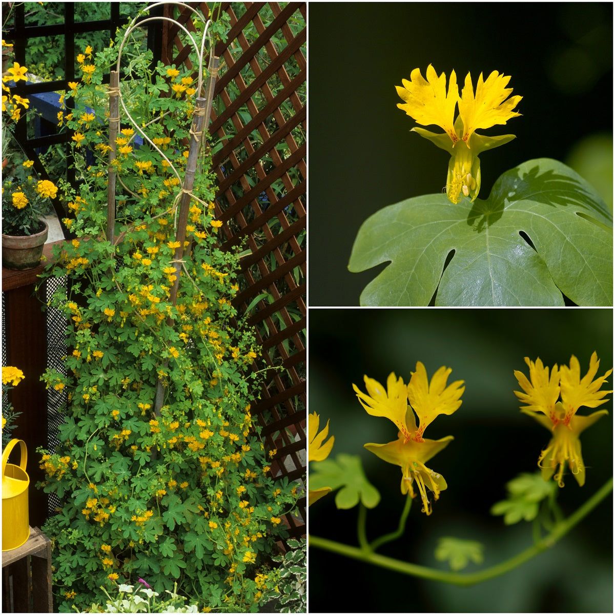 Canary Creeper Yellow seeds