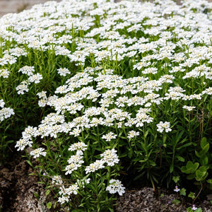Candytuft - Gibraltarica seeds