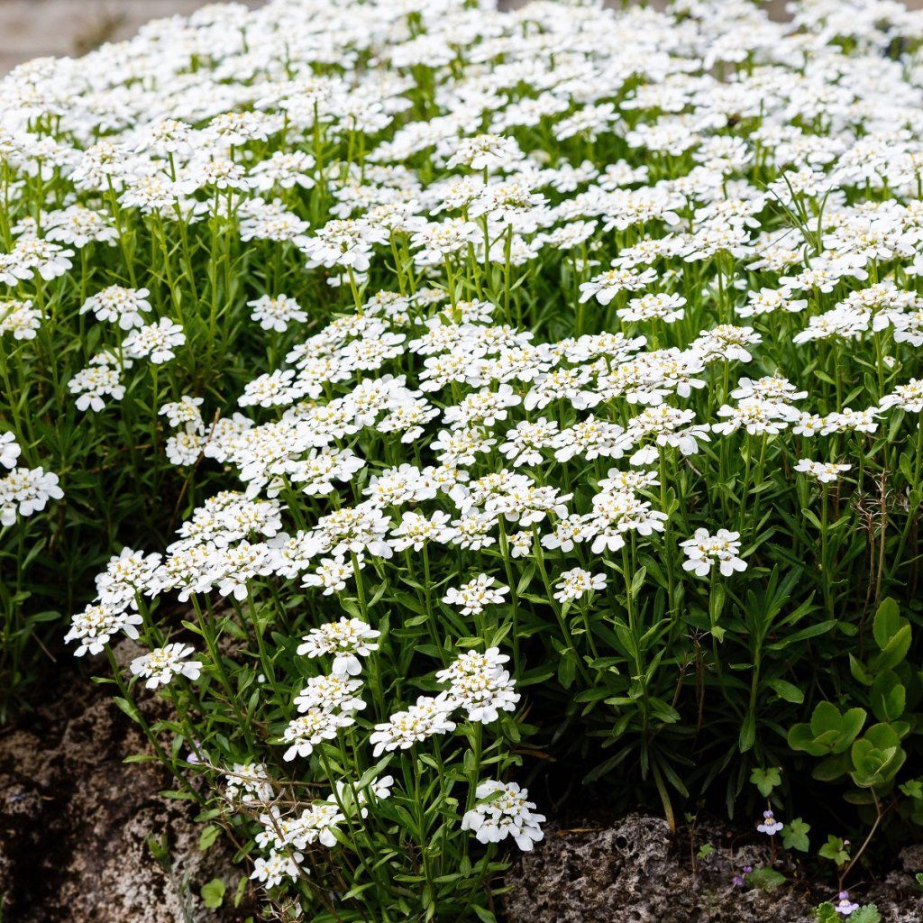 Candytuft - Gibraltarica seeds
