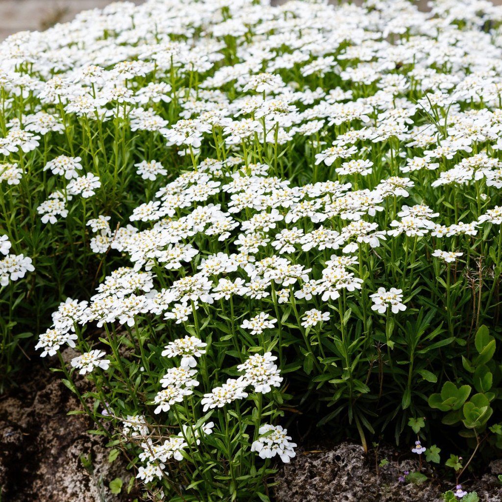 Candytuft - Gibraltarica seeds