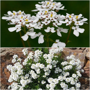 Candytuft - Iceberg seeds