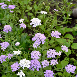 Candytuft - Umbellata Mixed seeds