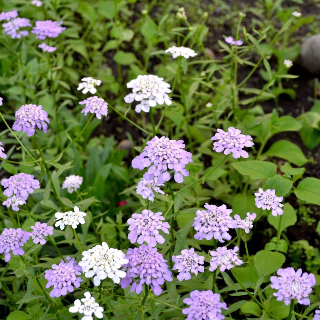 Candytuft - Umbellata Mixed seeds - Happy Valley Seeds