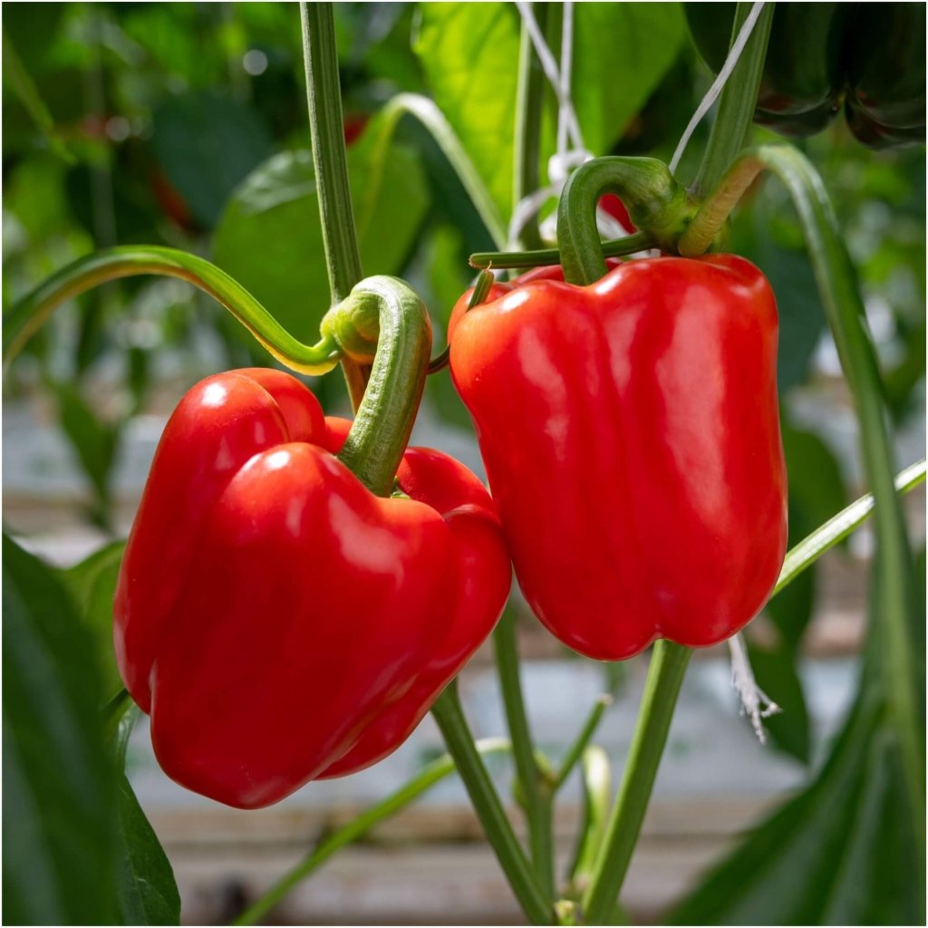 Capsicum - Californian Wonder RED seeds - Happy Valley Seeds