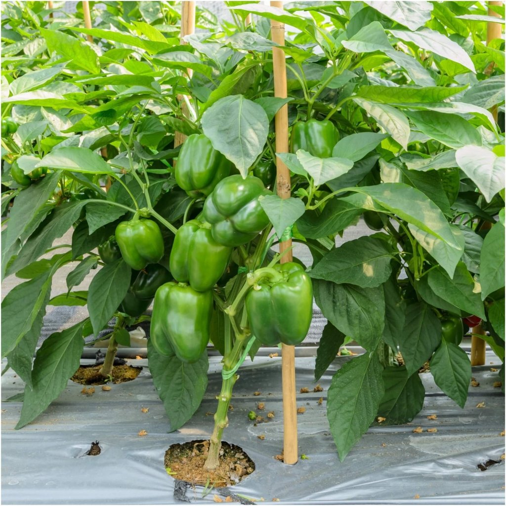 Capsicum - Californian Wonder seeds - Happy Valley Seeds