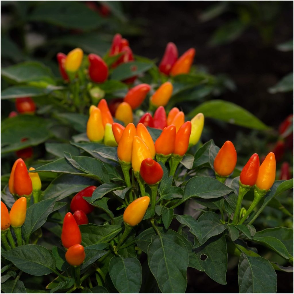 Capsicum - Calypso Mix seeds - Happy Valley Seeds