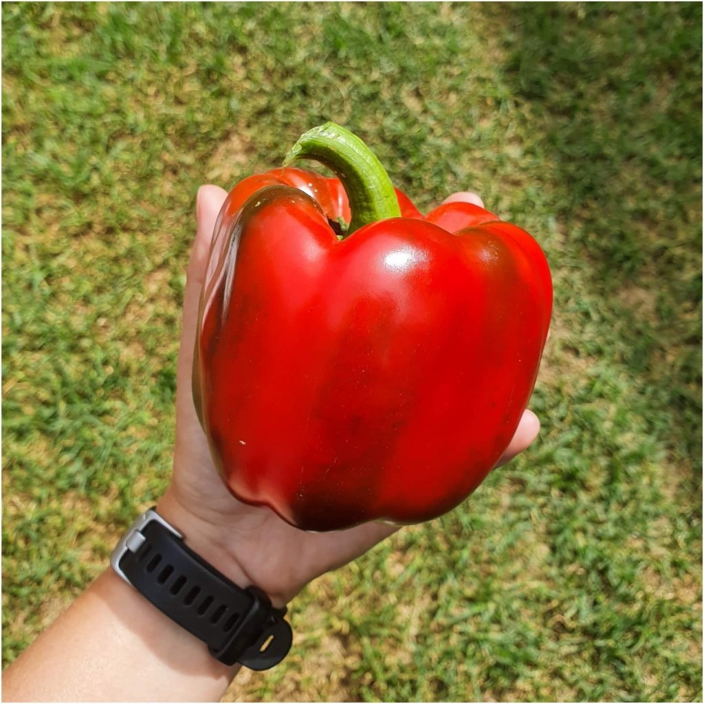 Capsicum - Emerald Giant seeds - Happy Valley Seeds