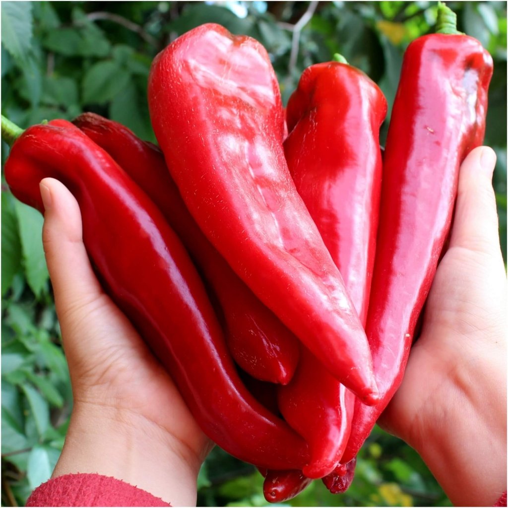 Capsicum - Hungarian Sweet Paprika seeds - Happy Valley Seeds
