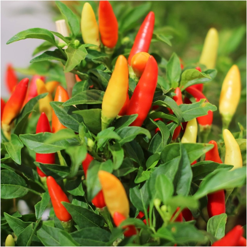 Capsicum - Macho seeds - Happy Valley Seeds