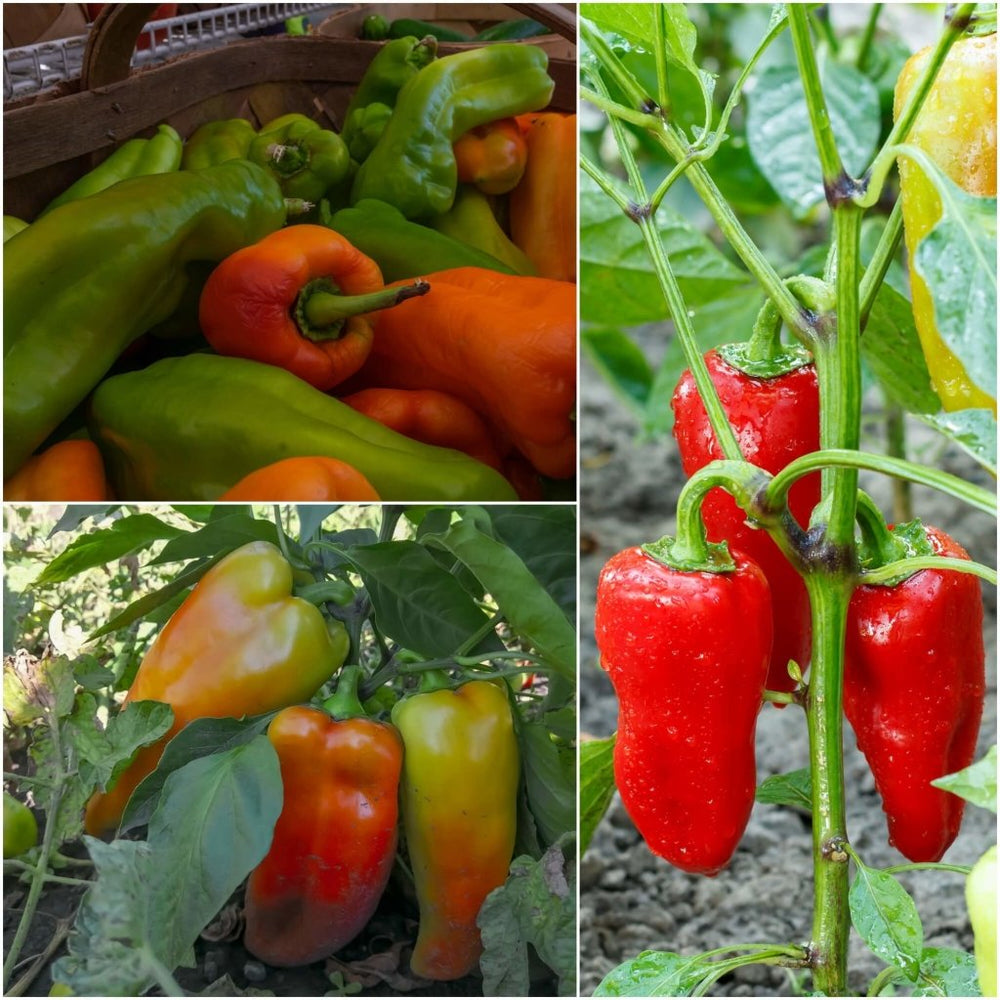 Buy Capsicum Perennial seeds Online Happy Valley Seeds