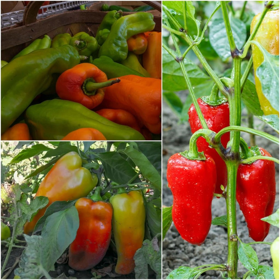 Buy Capsicum Perennial Seeds Online | Happy Valley Seeds