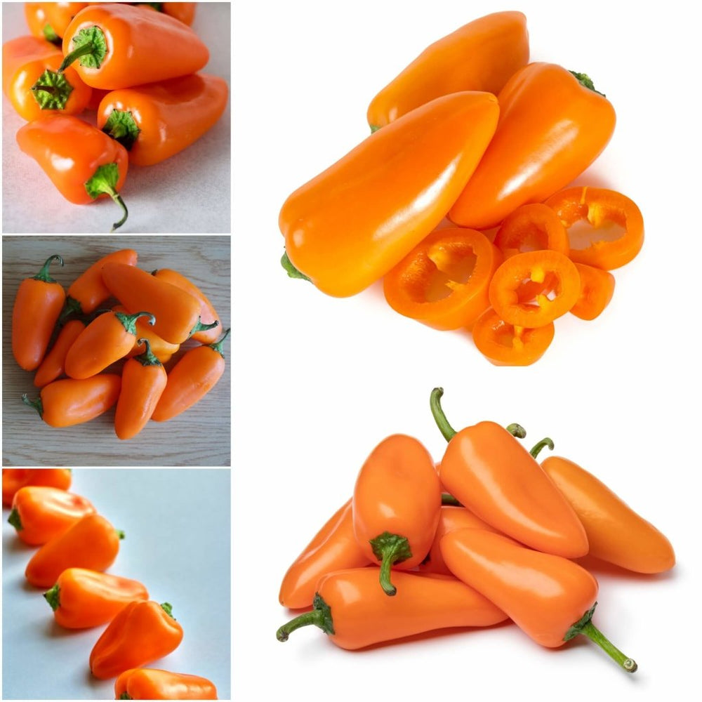 Buy Capsicum Snack Orange F1 seeds Online Happy Valley Seeds