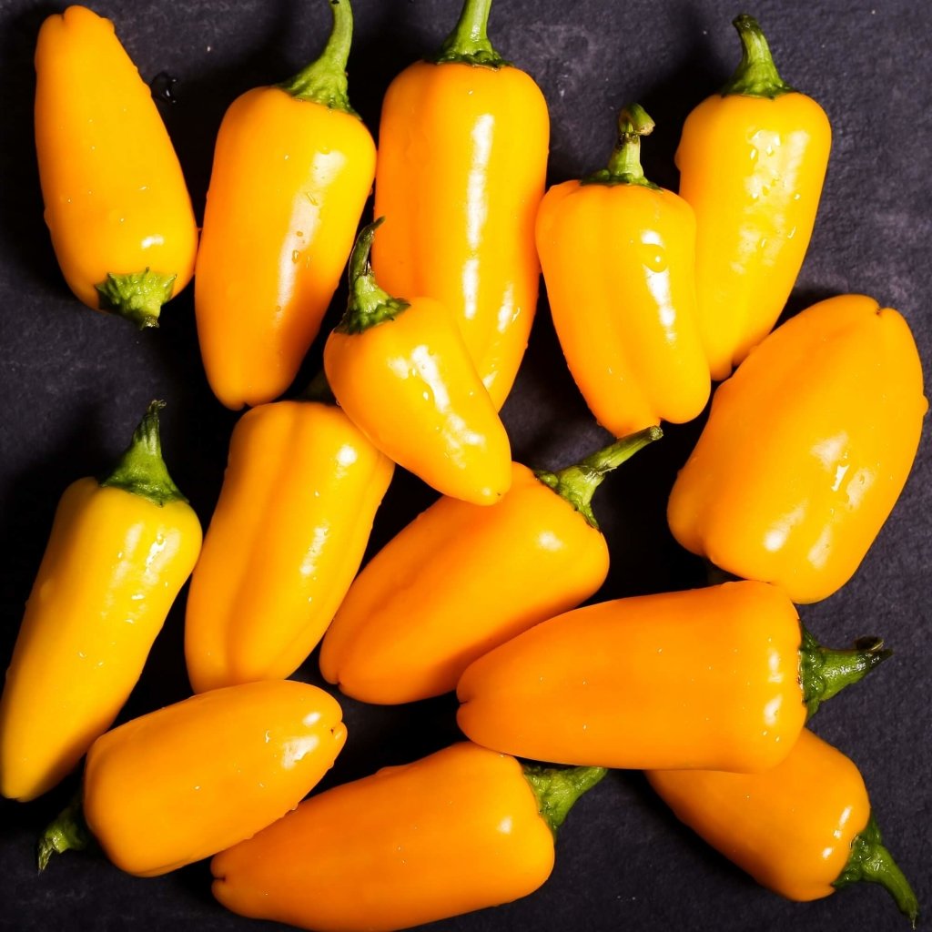 Capsicum - Snack Yellow F1 seeds - Happy Valley Seeds