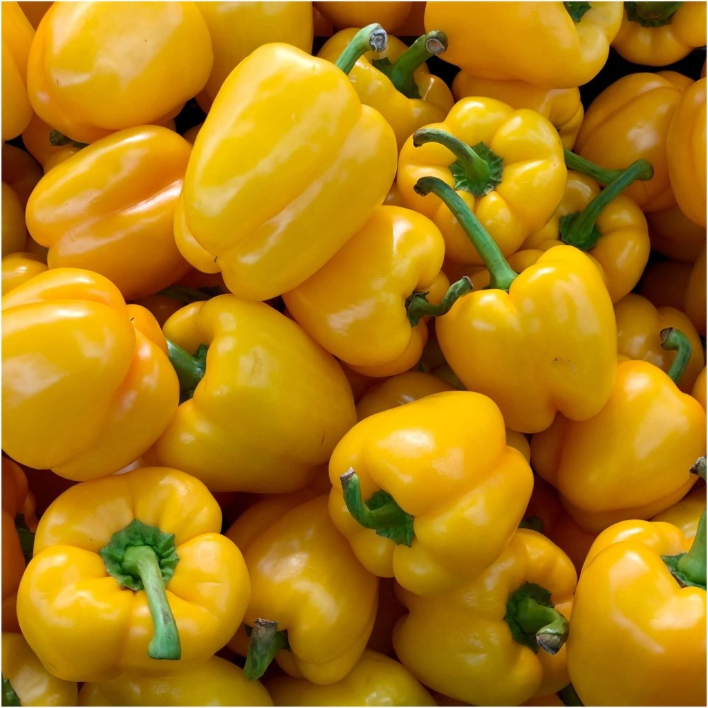 Capsicum - Sunny Belle F1 seeds - Happy Valley Seeds