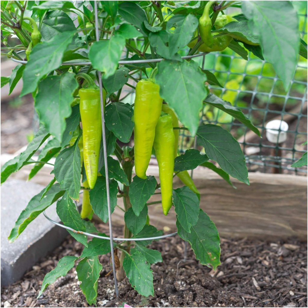 Capsicum - Sweet Banana seeds - Happy Valley Seeds