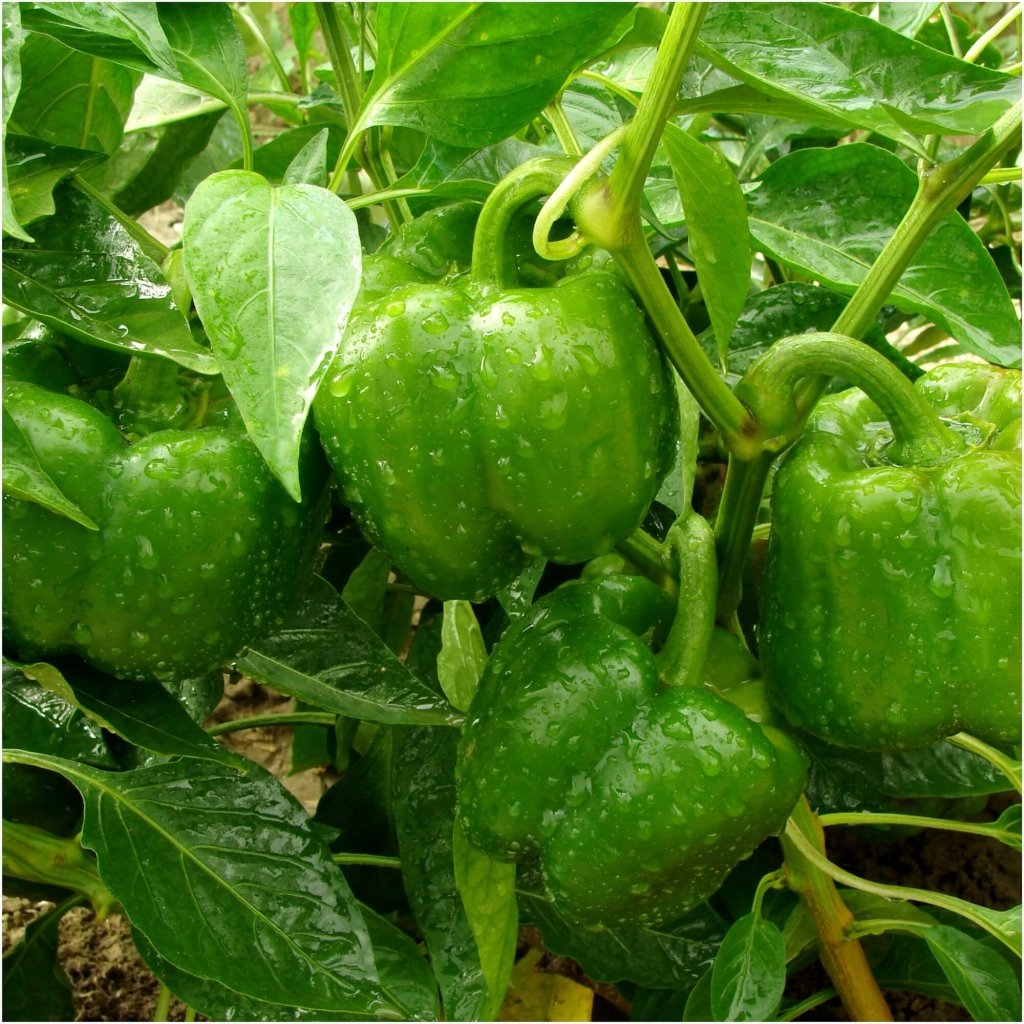 Capsicum - Yolo Wonder seeds - Happy Valley Seeds