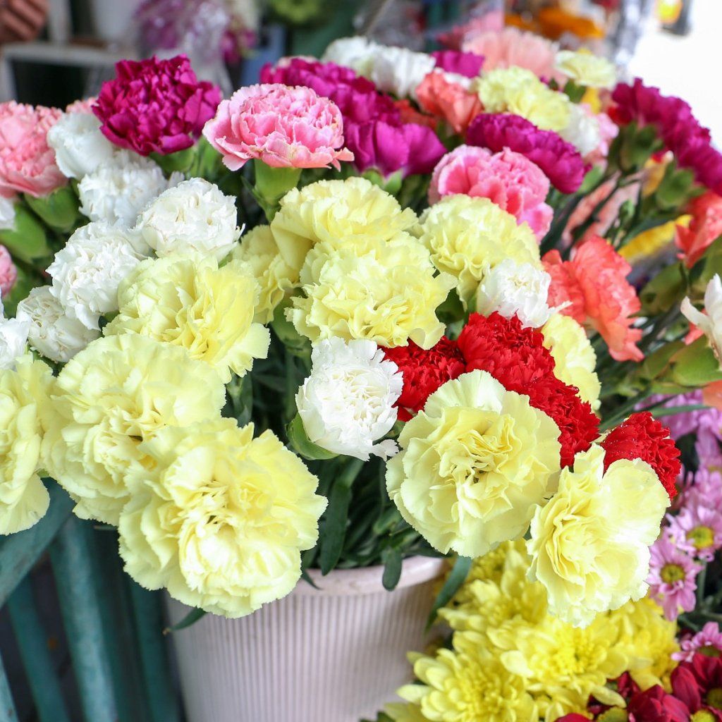Carnation - Chabaud Giants Mixed seeds - Happy Valley Seeds