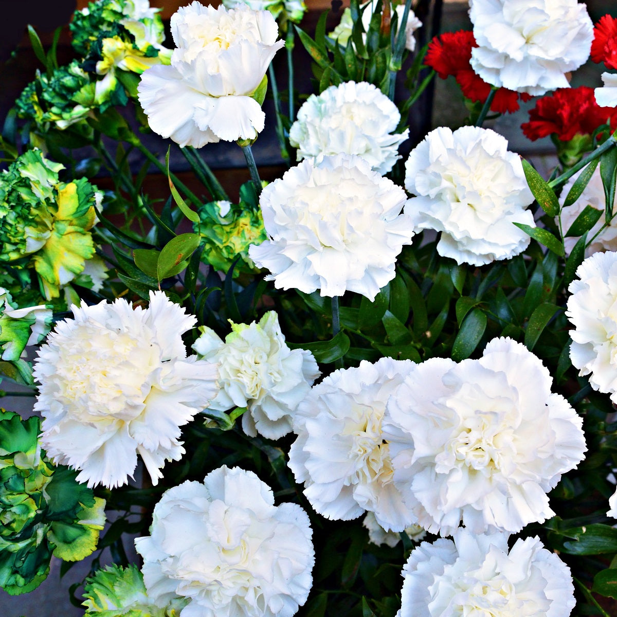 Carnation - Grenadin White Double seeds