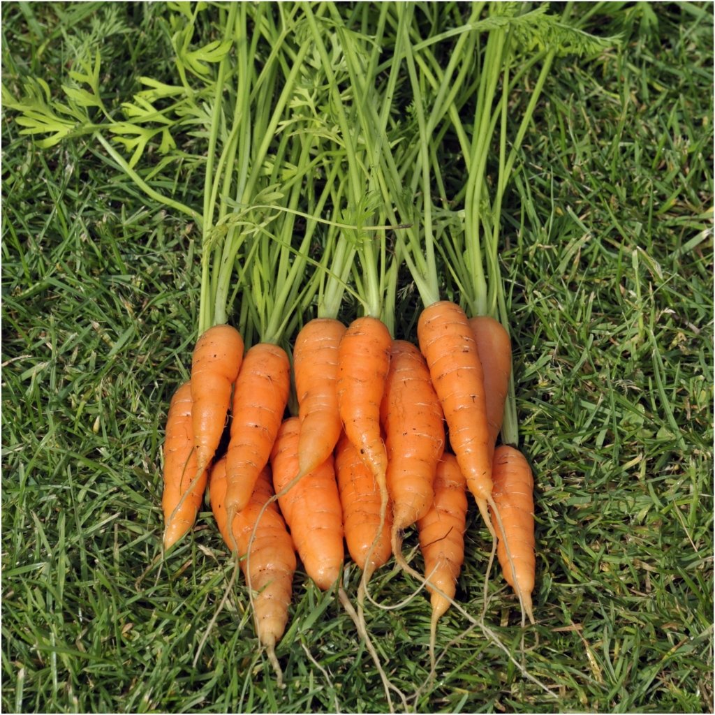 Carrot - Baby Amsterdam seeds - Happy Valley Seeds