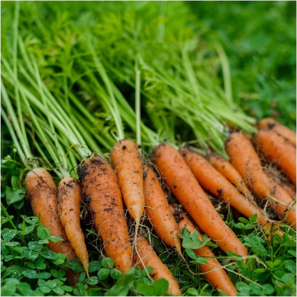 Carrot - Berlicum seeds - Happy Valley Seeds
