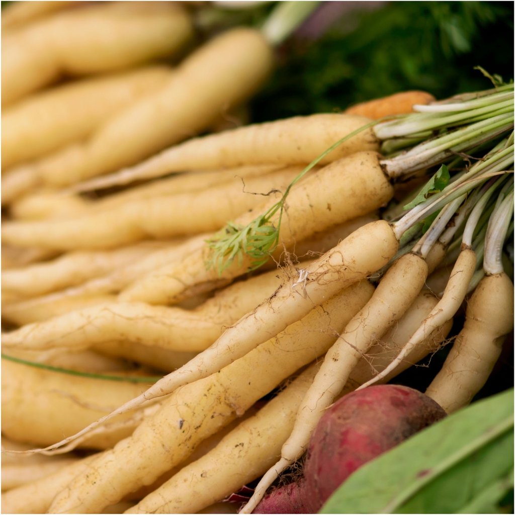 Carrot - Lunar White seeds - Happy Valley Seeds
