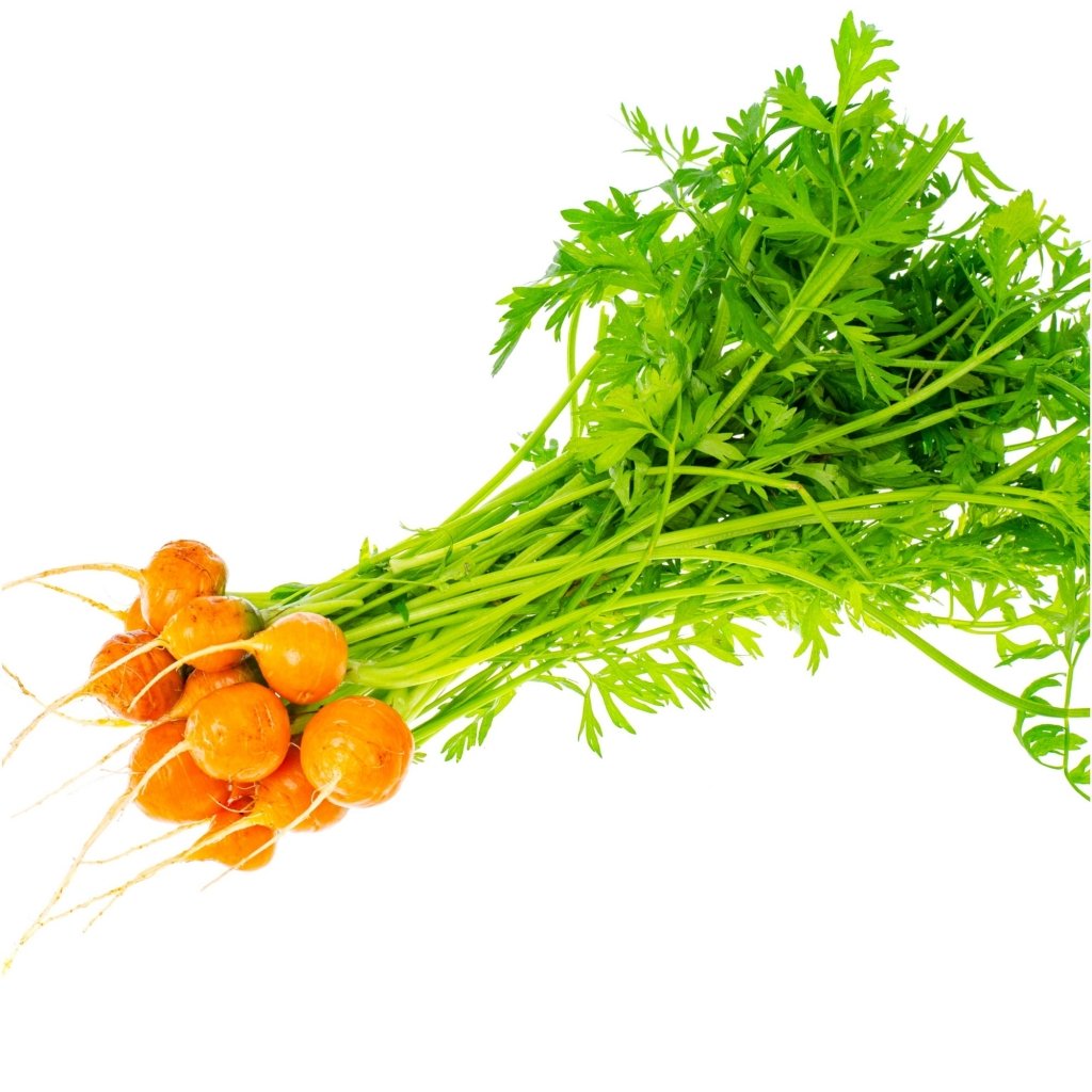 Carrot - Paris Market (Round) seeds - Happy Valley Seeds