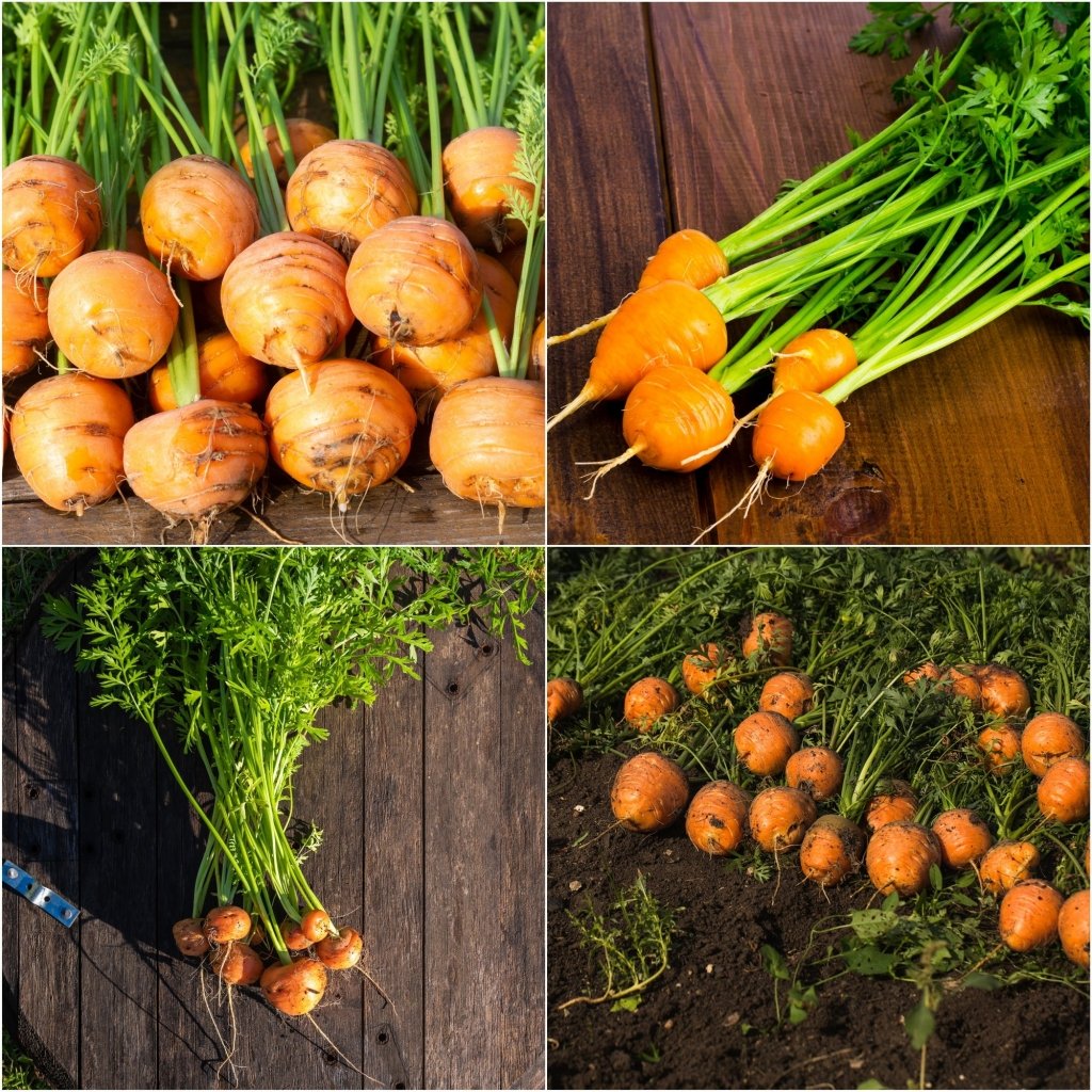 Carrot - Paris Market (Round) seeds - Happy Valley Seeds
