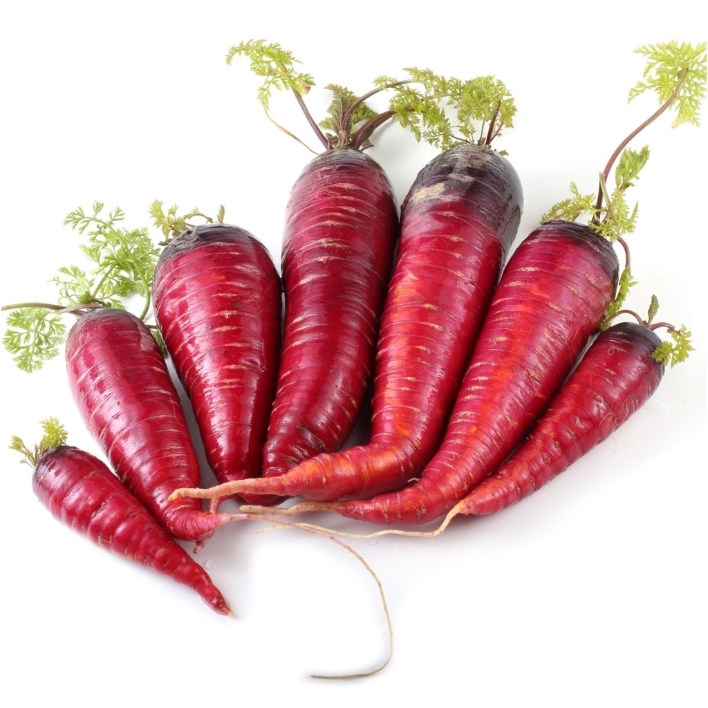 Carrot - Purple Dragon seeds - Happy Valley Seeds