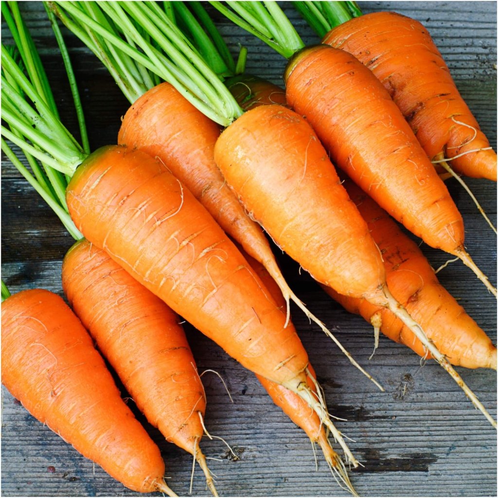 Carrot - Red Kuroda seeds - Happy Valley Seeds
