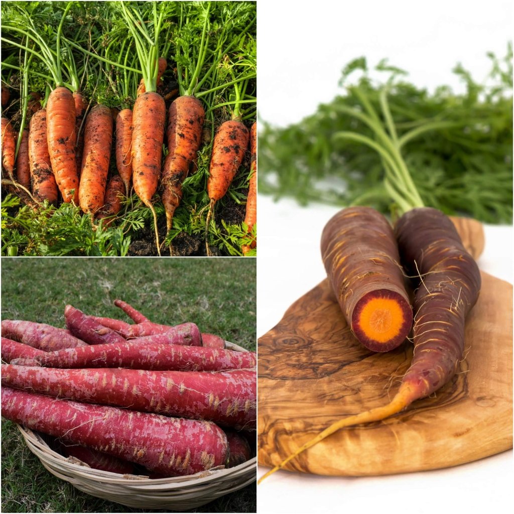 Carrot Seeds - Assorted 3 Packs - Happy Valley Seeds