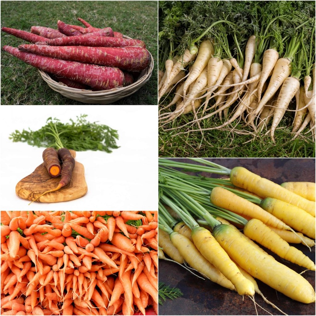 Carrot Seeds - Assorted 5 Packs - Happy Valley Seeds
