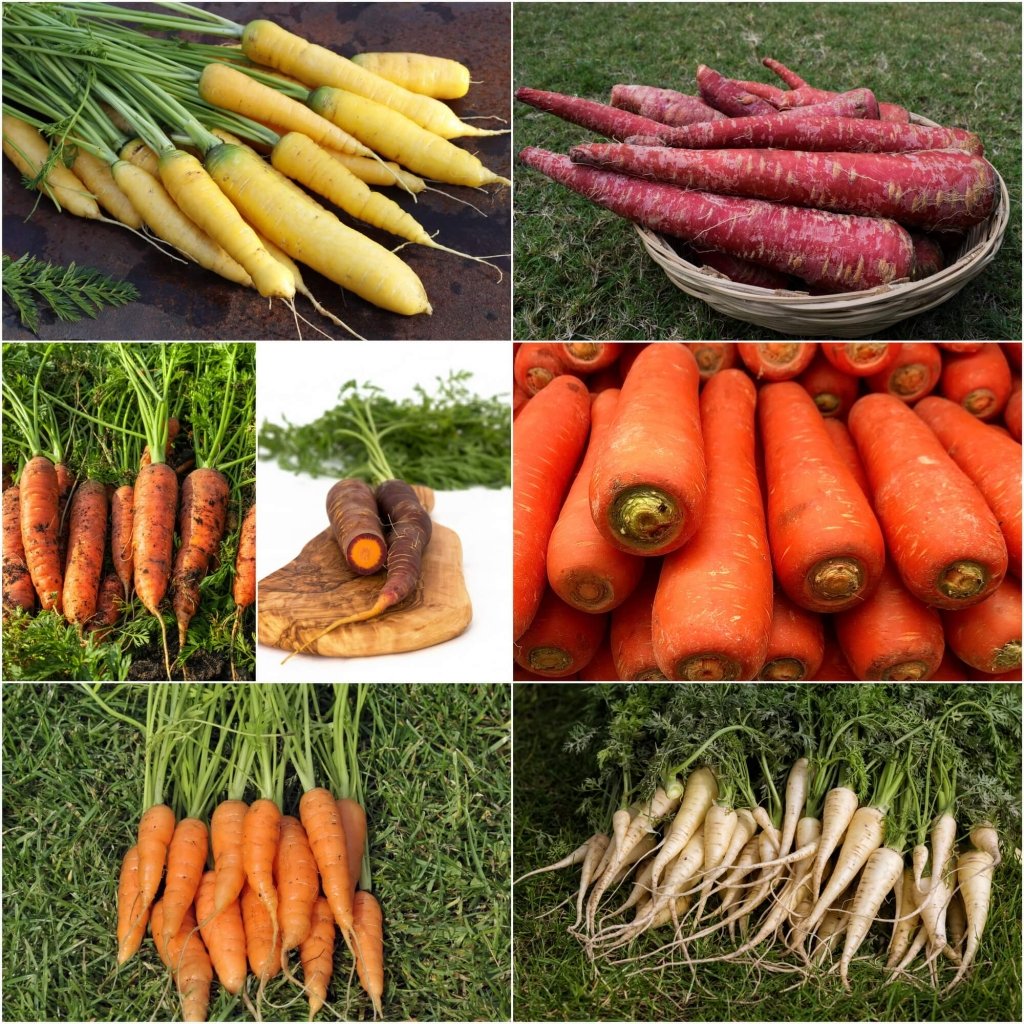 Carrot Seeds - Assorted 7 Packs - Happy Valley Seeds