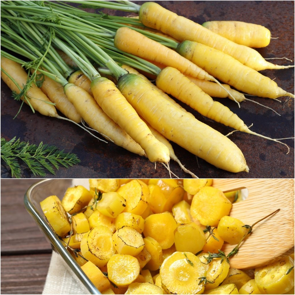 Carrot - Yellow Stone F1 seeds - Happy Valley Seeds