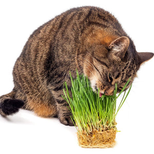 Catgrass seeds