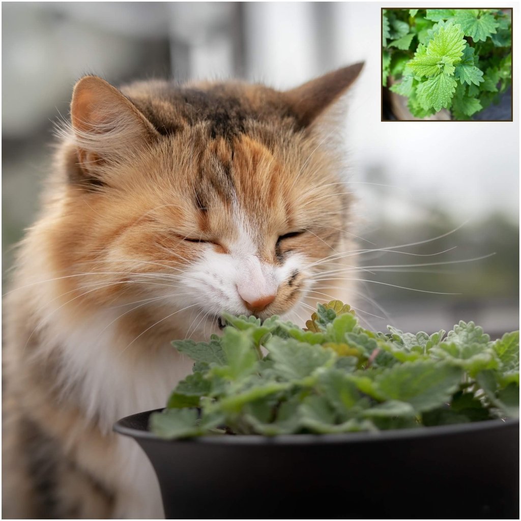 Catmint seeds - Happy Valley Seeds