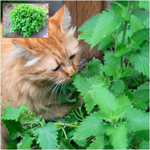 Catnip seeds
